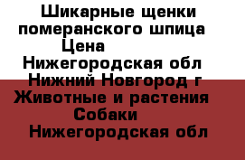 Шикарные щенки померанского шпица › Цена ­ 30 000 - Нижегородская обл., Нижний Новгород г. Животные и растения » Собаки   . Нижегородская обл.